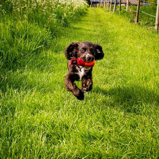 Choice of Dummies by @caithecocker_and_son, @tillie_terrier1 and @the_gundog_spaniels