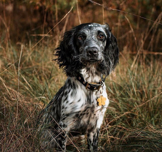 Paws Puppy Blog Part 3 - Written by @thespanielgirlgang