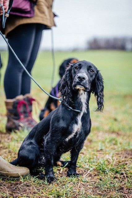Paws Puppy Blog Post Part 5 by @thespanielgirlgang