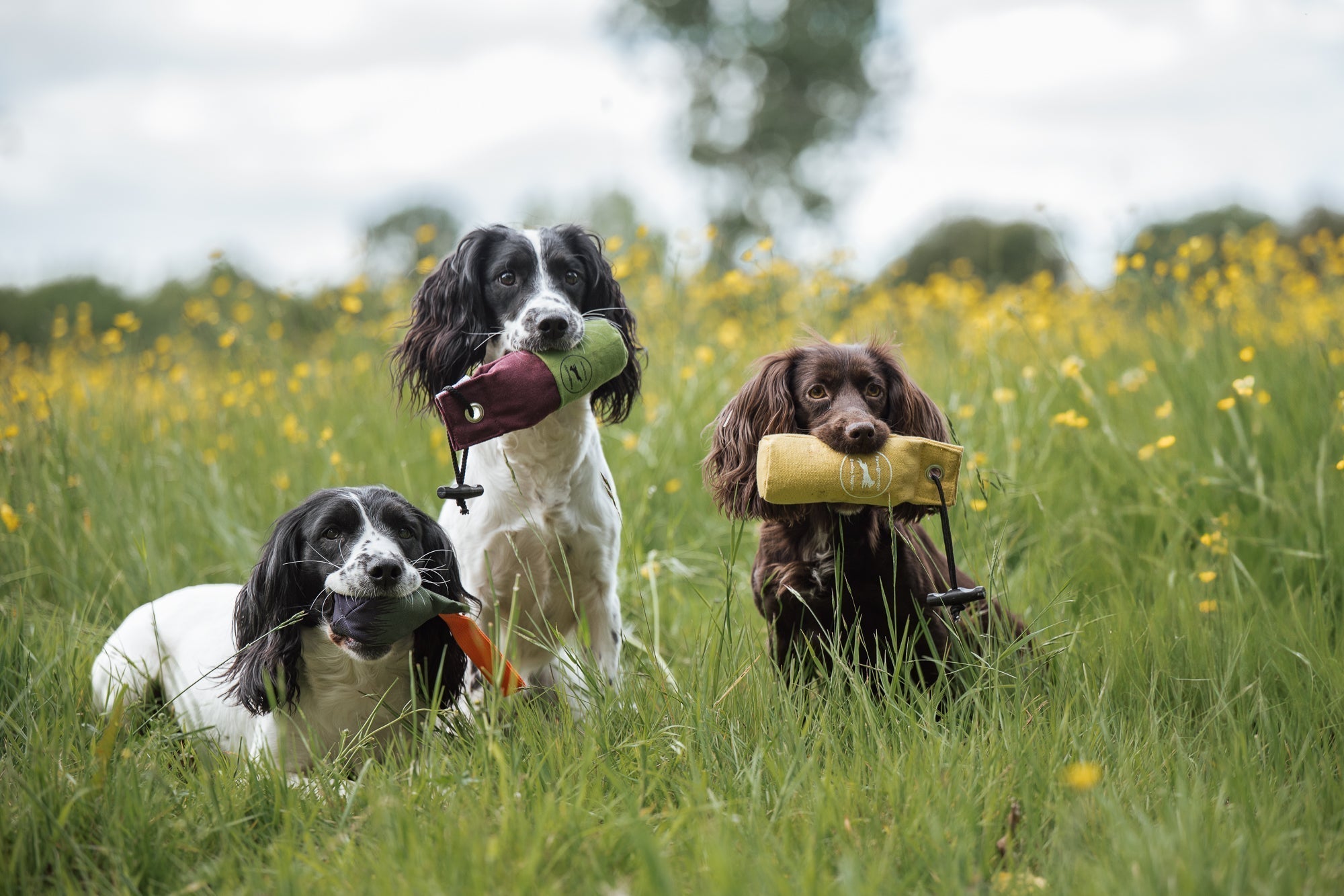 paws@brooklyn: Official Gundog Equipment Supplier at The Game Fair 2025
