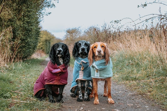 Paws Puppy Blog Part 6 by @thespanielgirlgang