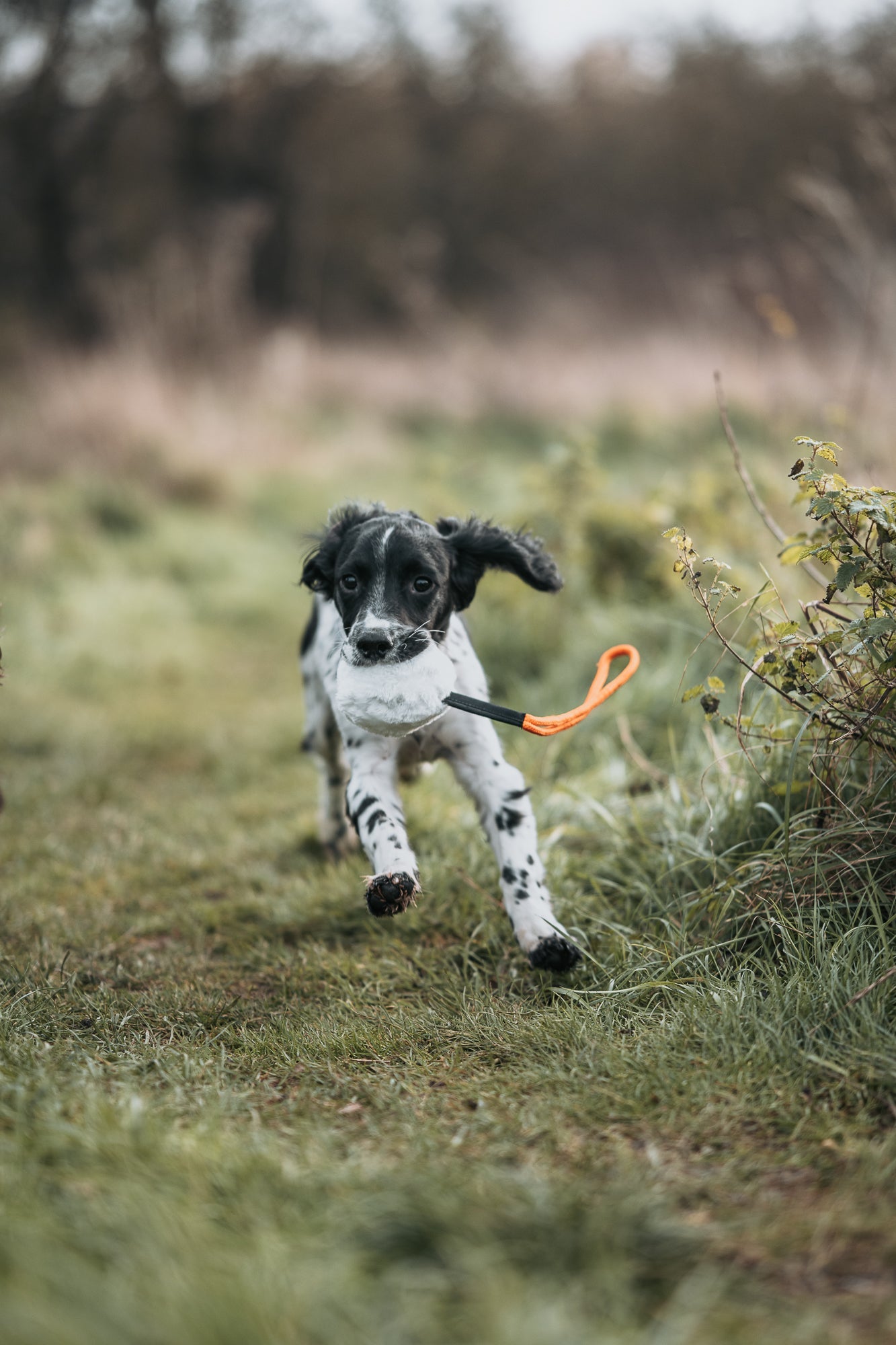 Puppy Range