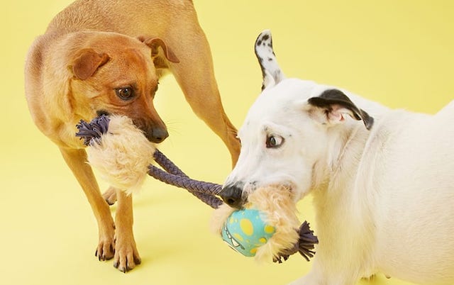 Dog Toys