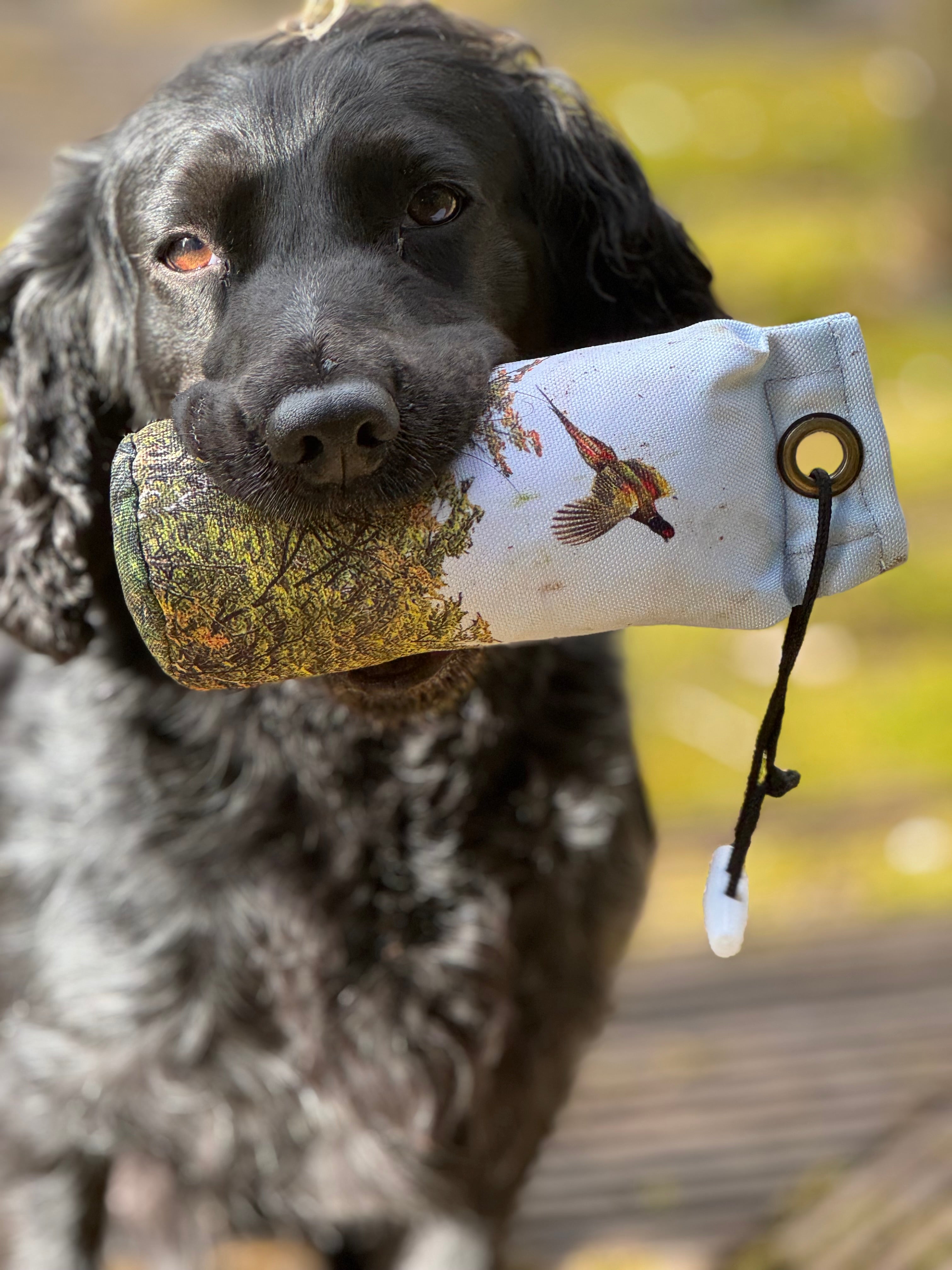 Paws@brooklyn NEW!!  The Game Pheasant Range