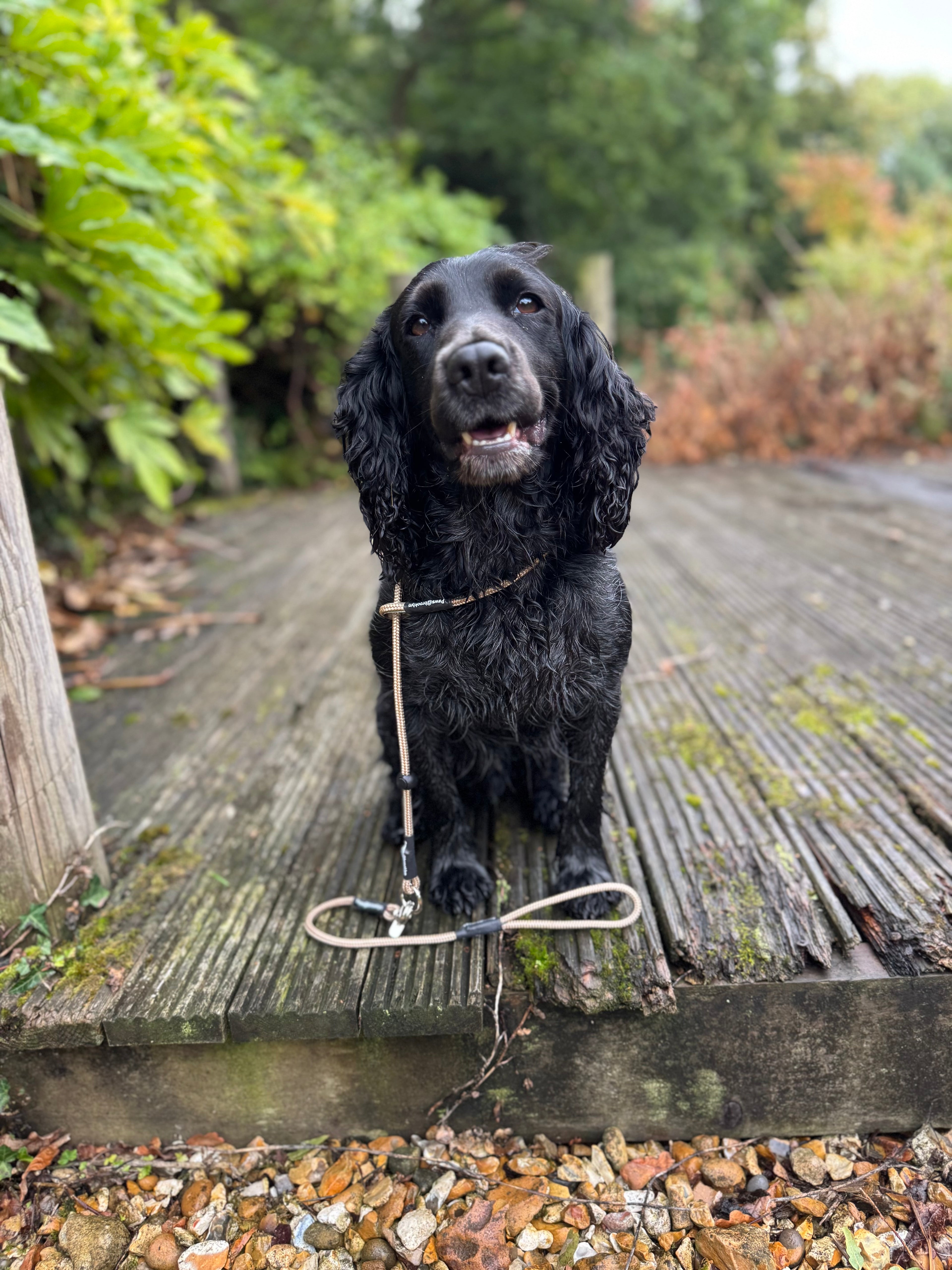 Paws@brooklyn heeling lead with slip collar