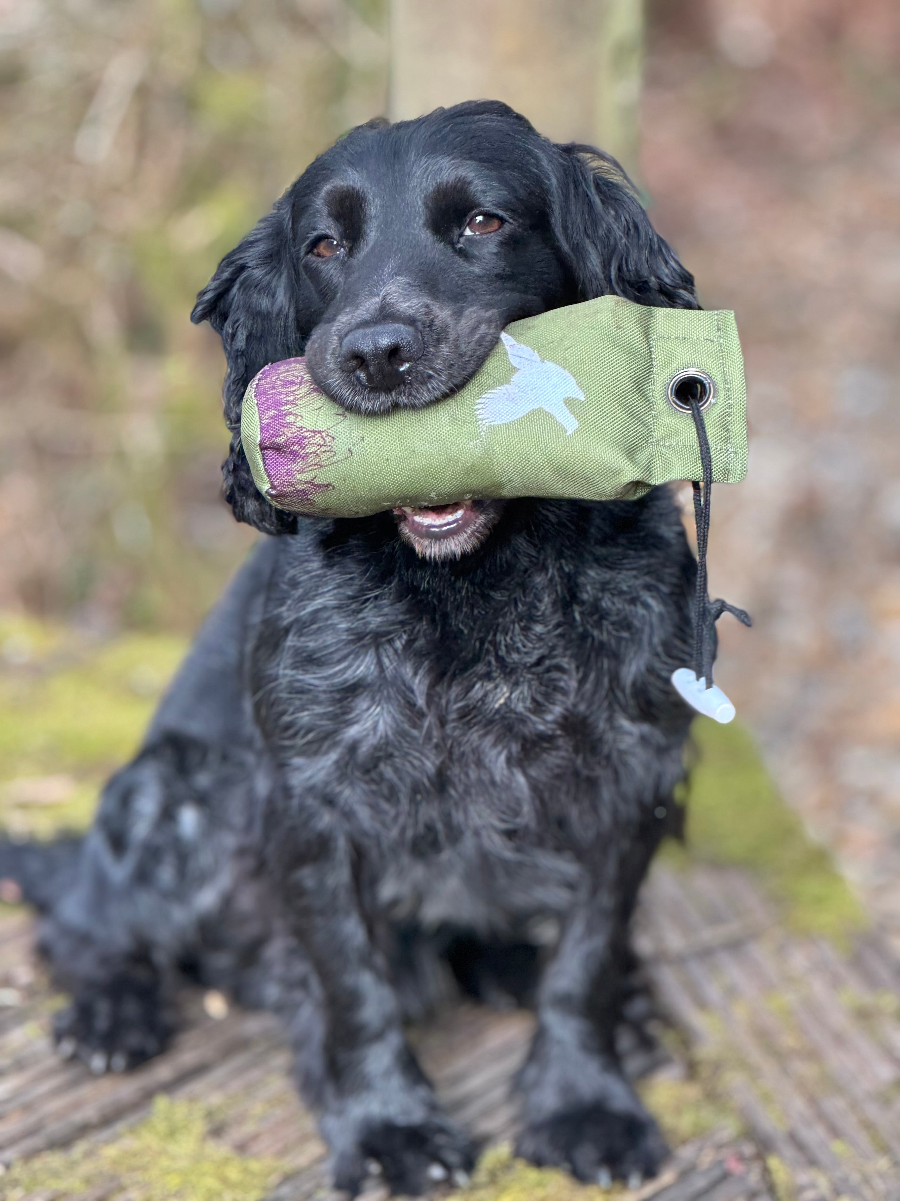 Paws@brooklyn Paws Spaniel Dummies