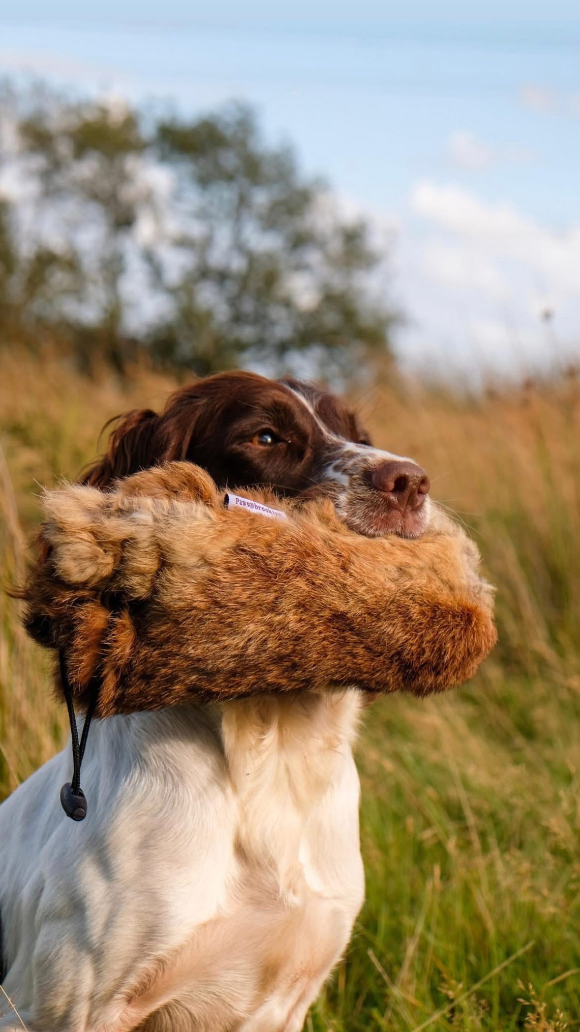 Paws@brooklyn Rabbit Dummies