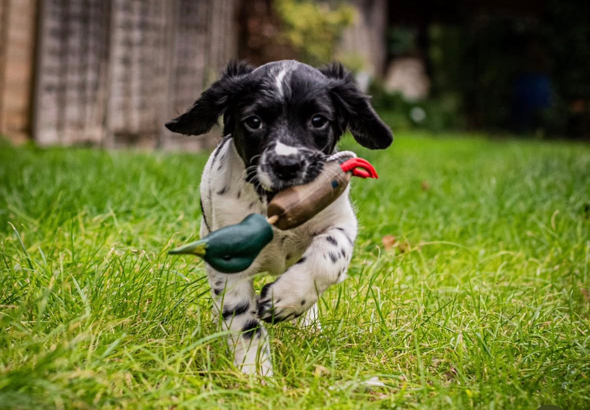 Dokken Dead Fowl Puppy Dummies