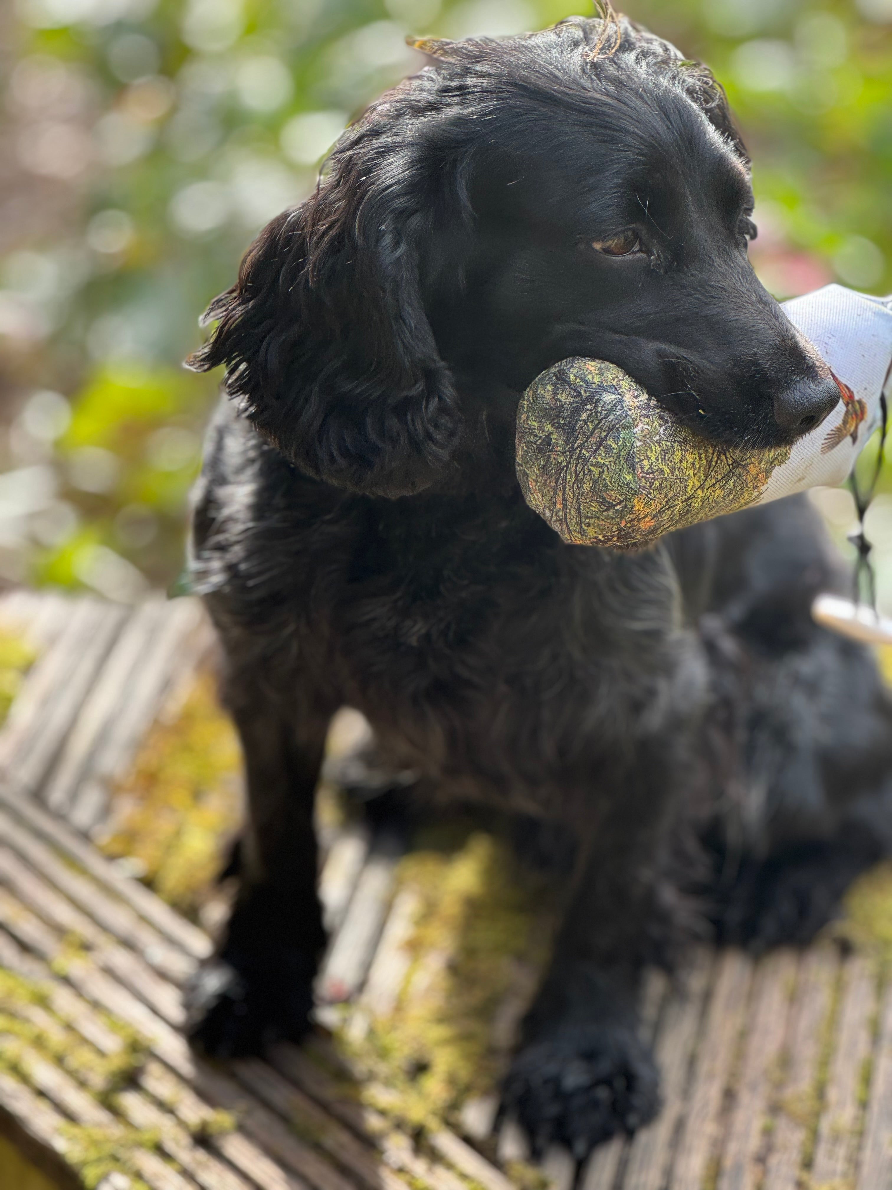 Paws@brooklyn NEW!!  The Game Pheasant Range