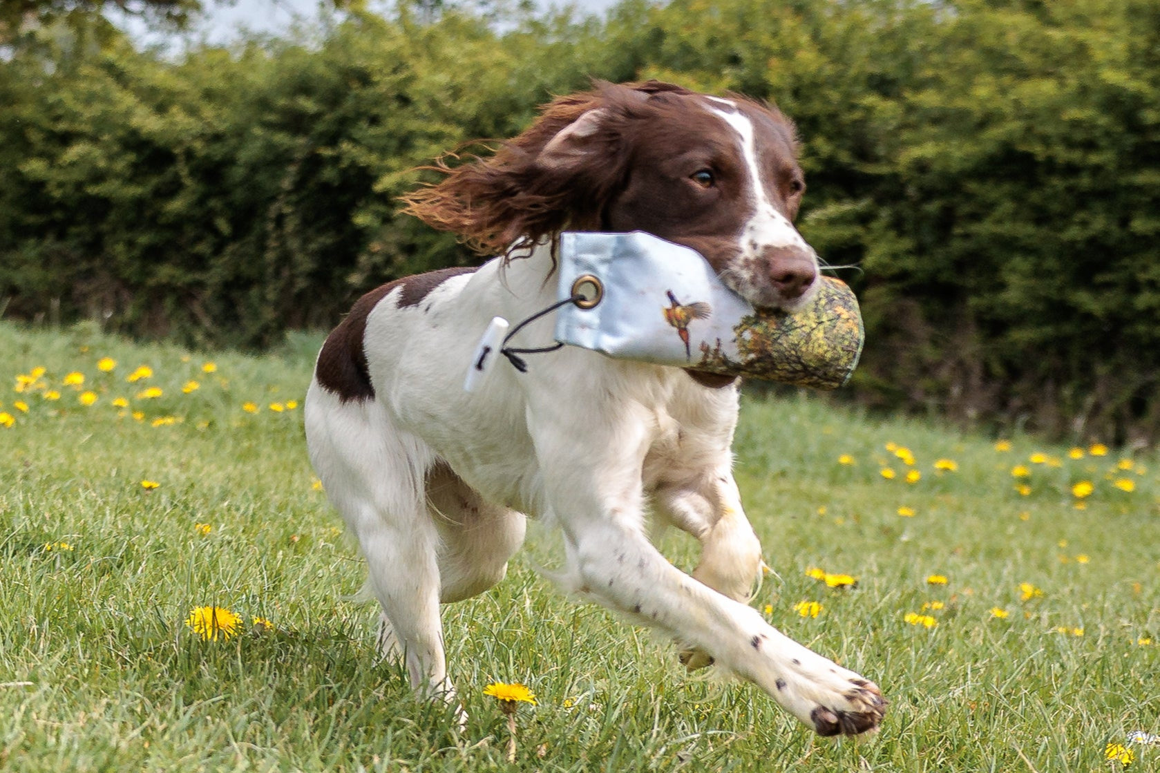 Paws@brooklyn NEW!!  The Game Pheasant Range