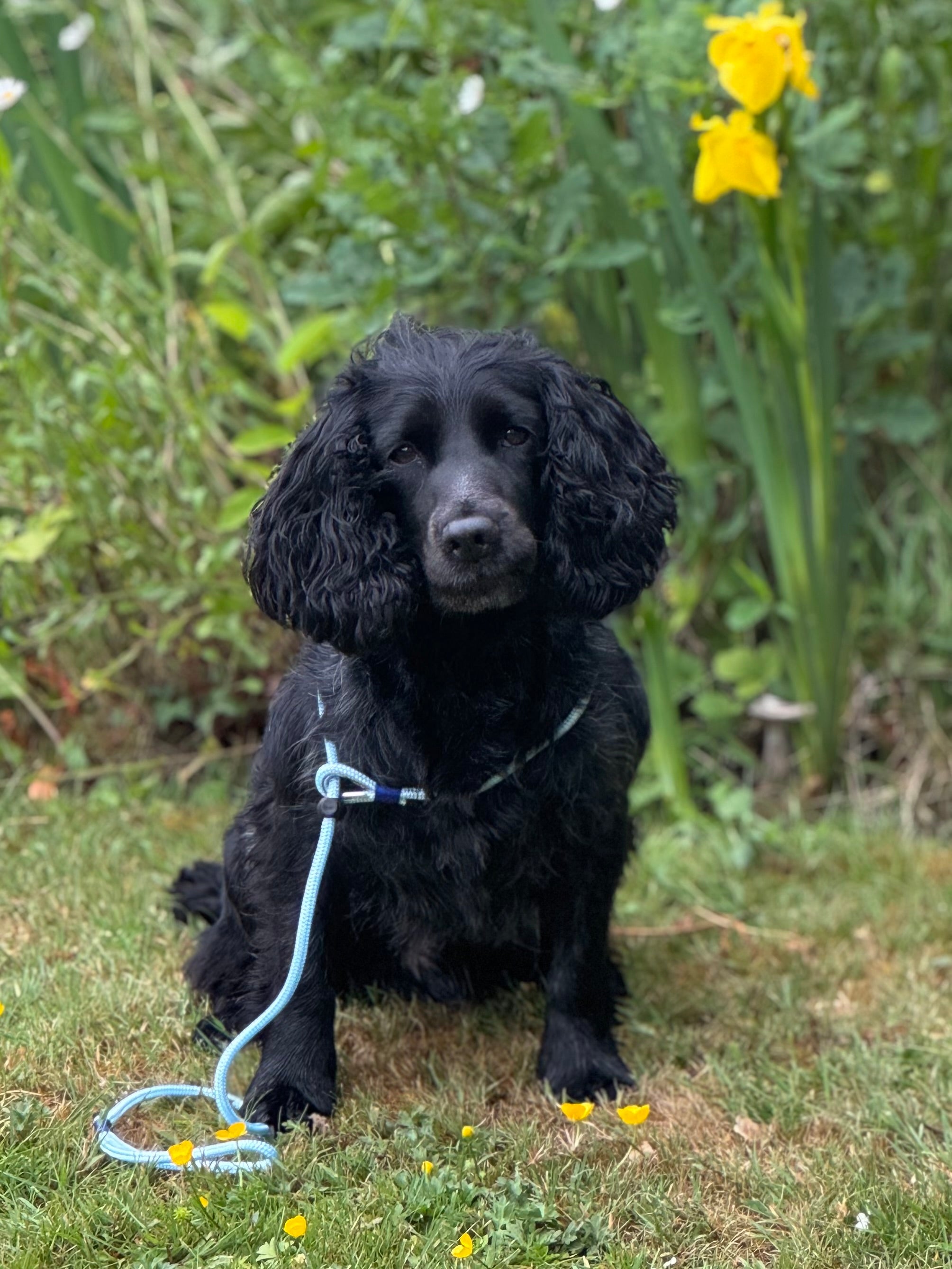 Paws@brooklyn Slip Leads with Whipping
