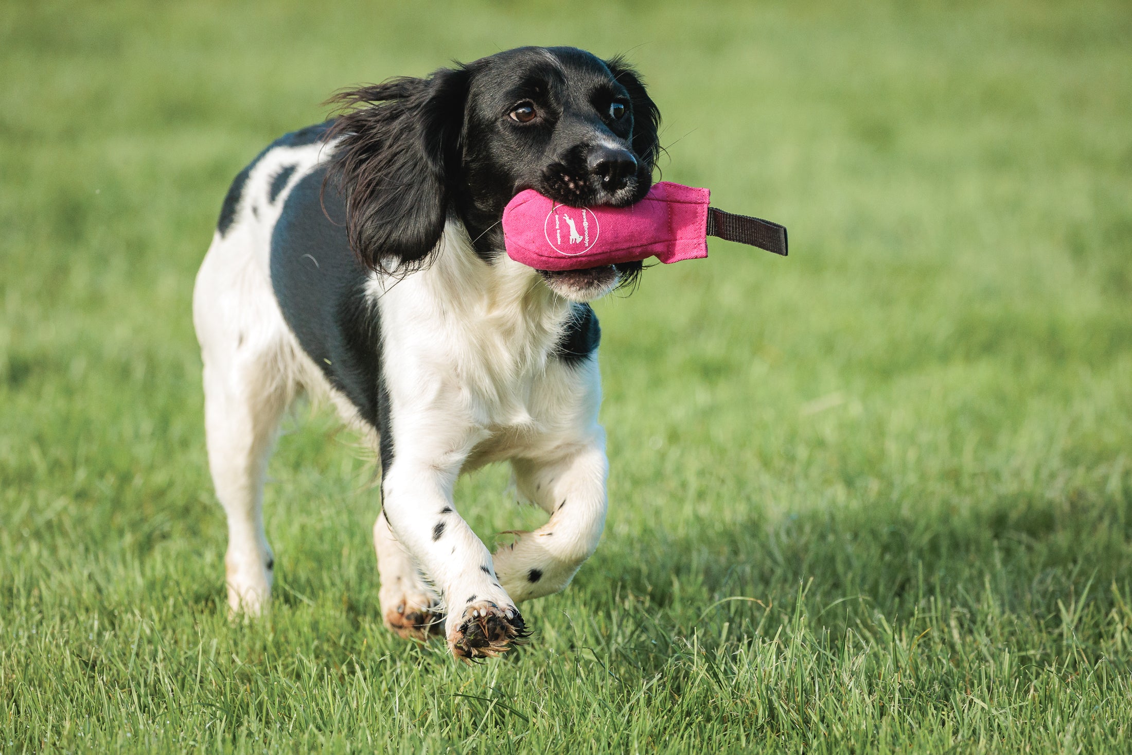 Paws@brooklyn Speedy Dummy Balls