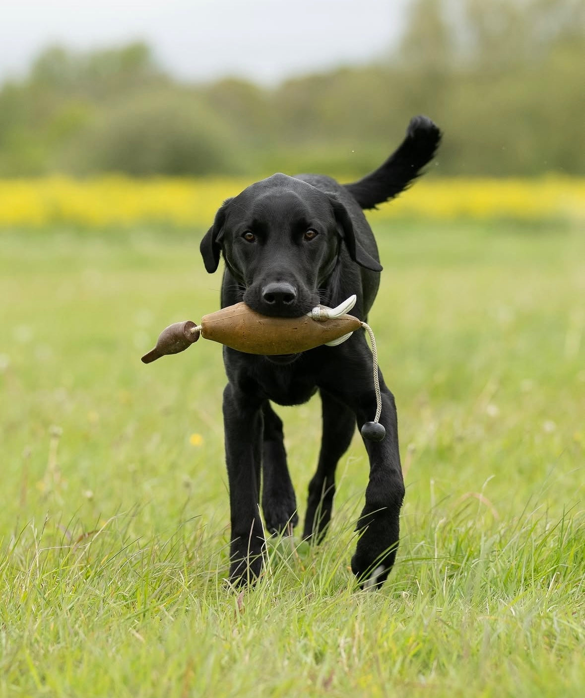 Dokken Dead Fowl Dummies