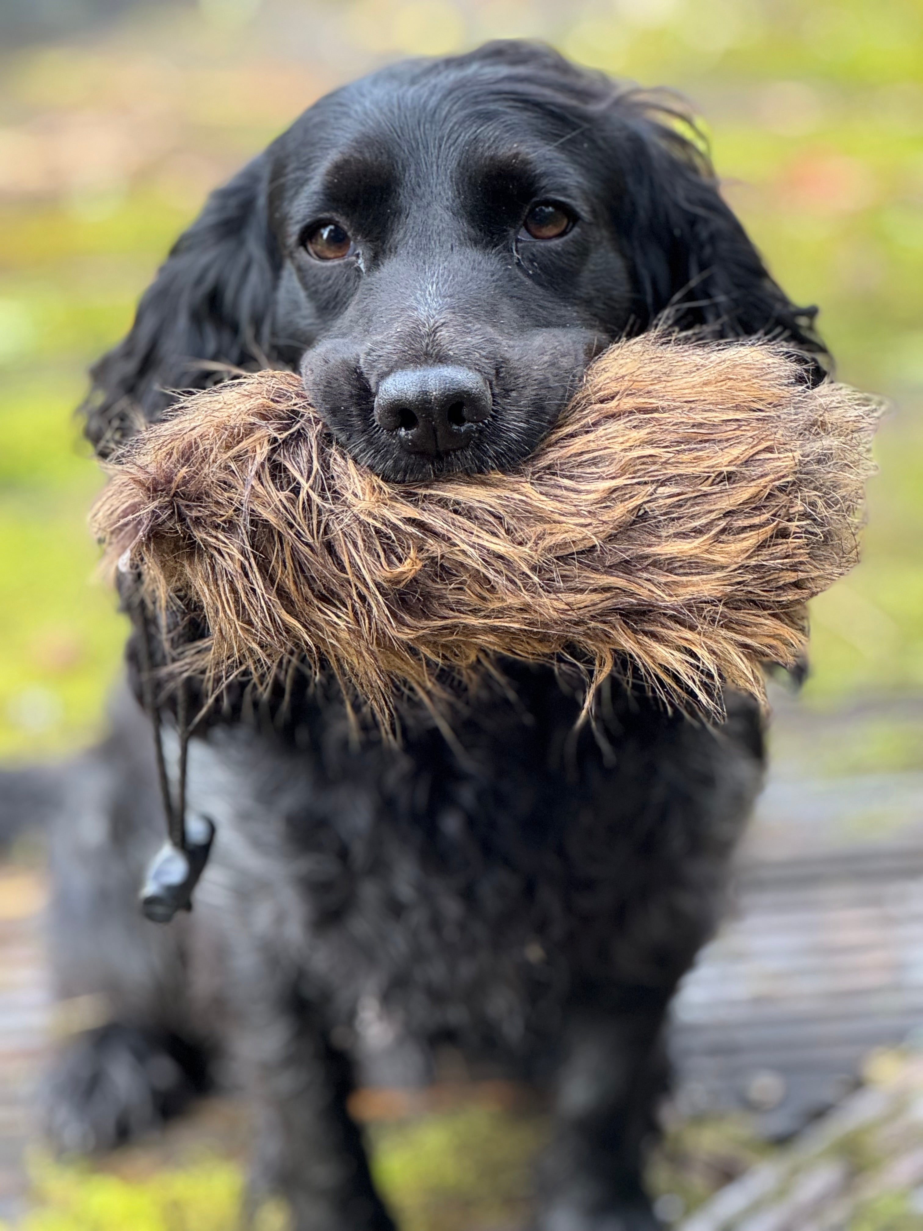 Paws@brooklyn Fur Dummies