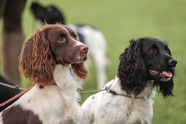 Paws@brooklyn Training classes run by Beesfit Gundogs