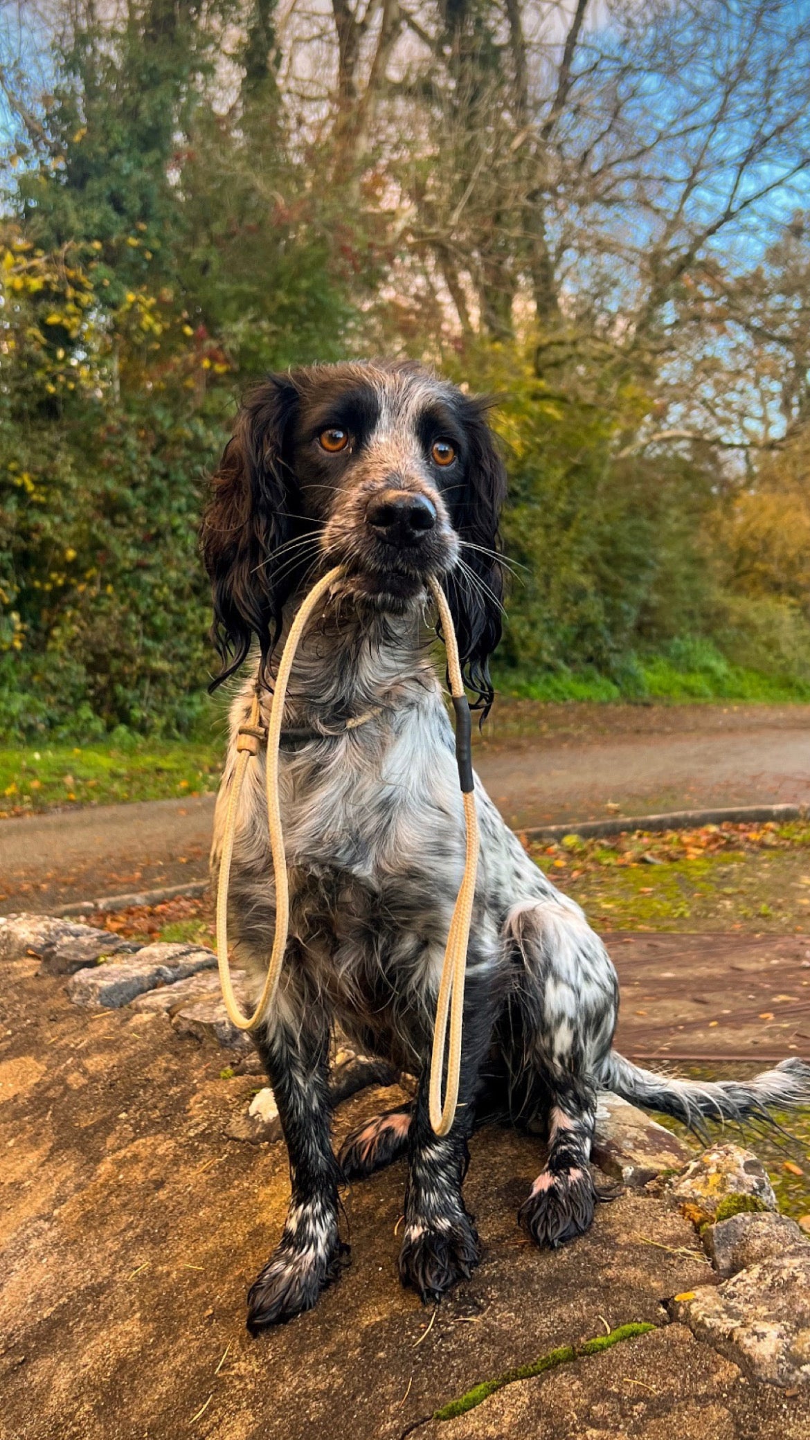 Firedog Field Trial Slip Leads