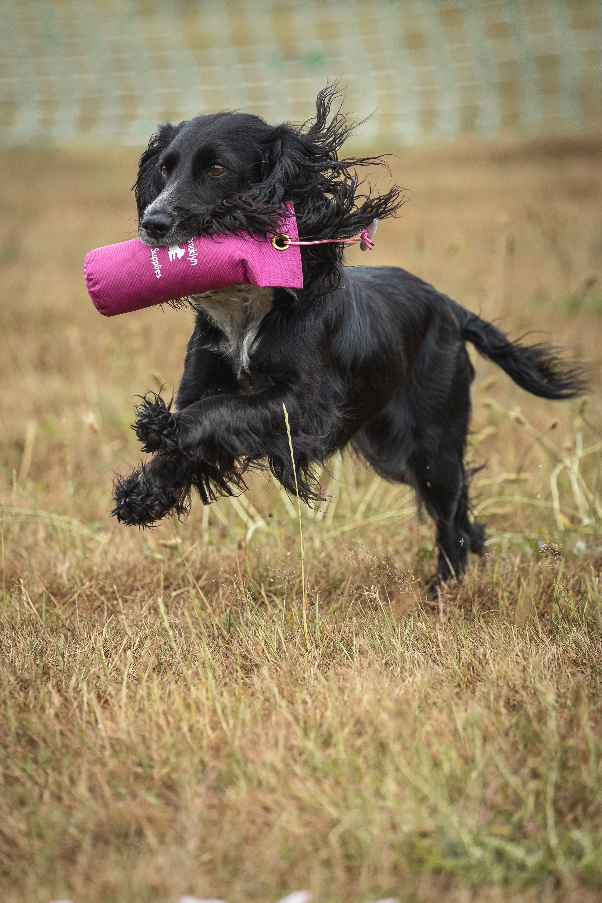Paws@brooklyn Rainbow and Canvas Dummies – paws@brooklyn