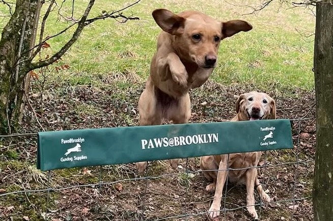 Paws@brooklyn Fence Covers