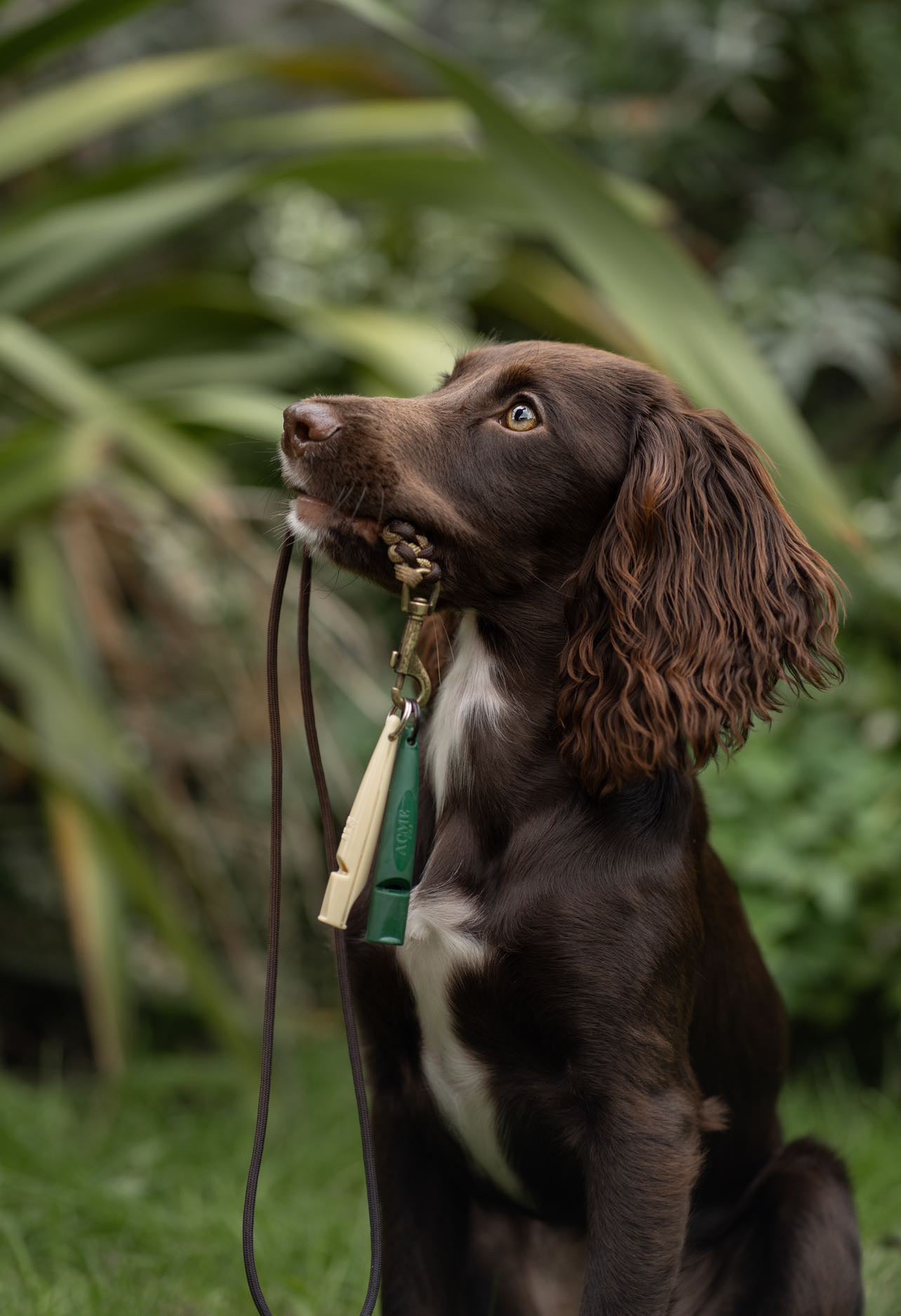 New Alpha Acme Whistle Range