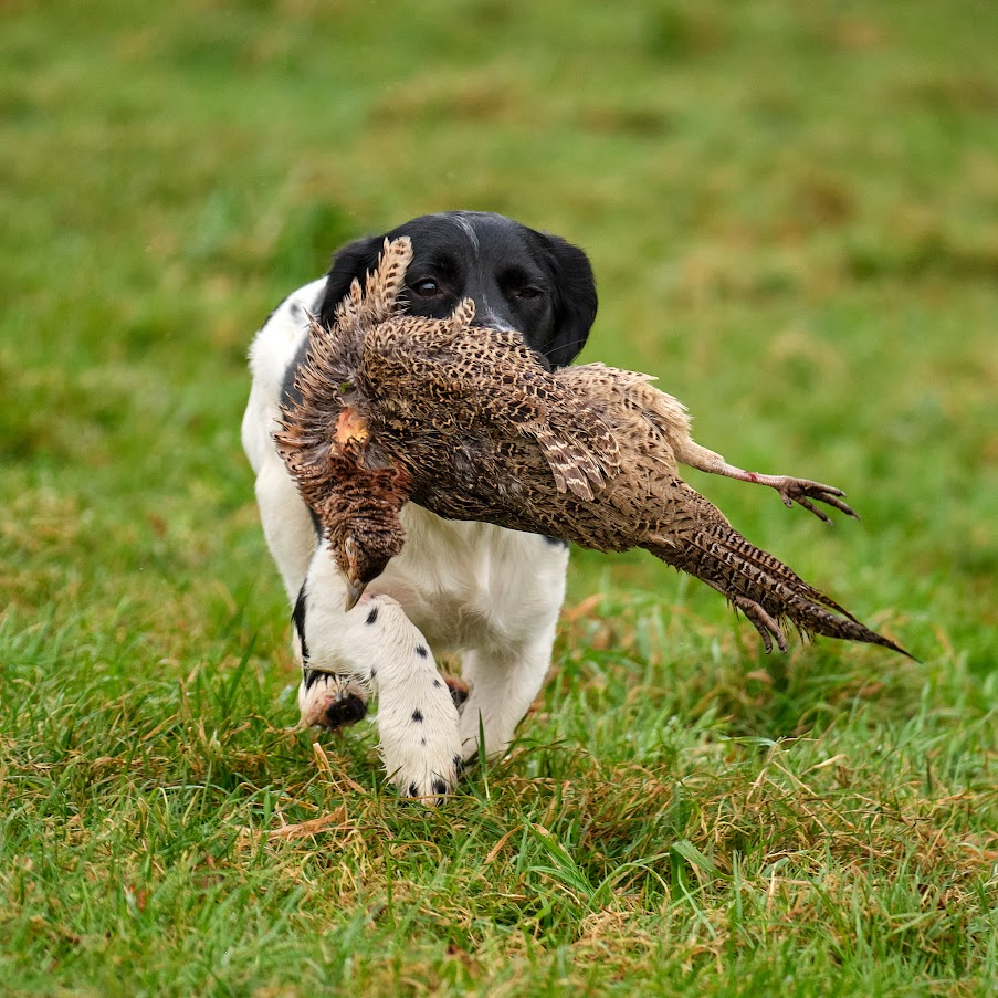 Paws@brooklyn Cold Game Workshop run by Beesfit Gundogs