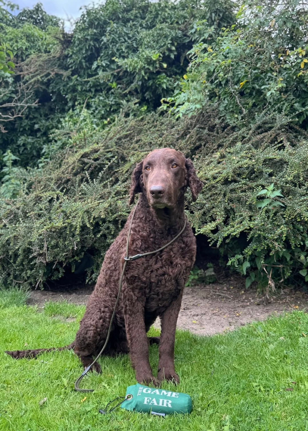 Paws@brooklyn Game Fair Dummies