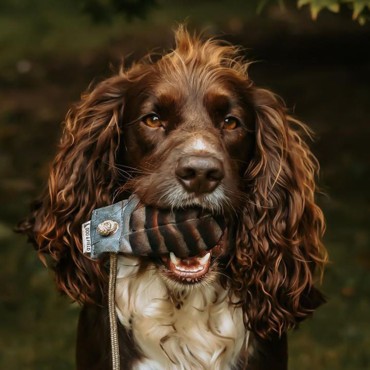 Dog and Field Dummy Ball