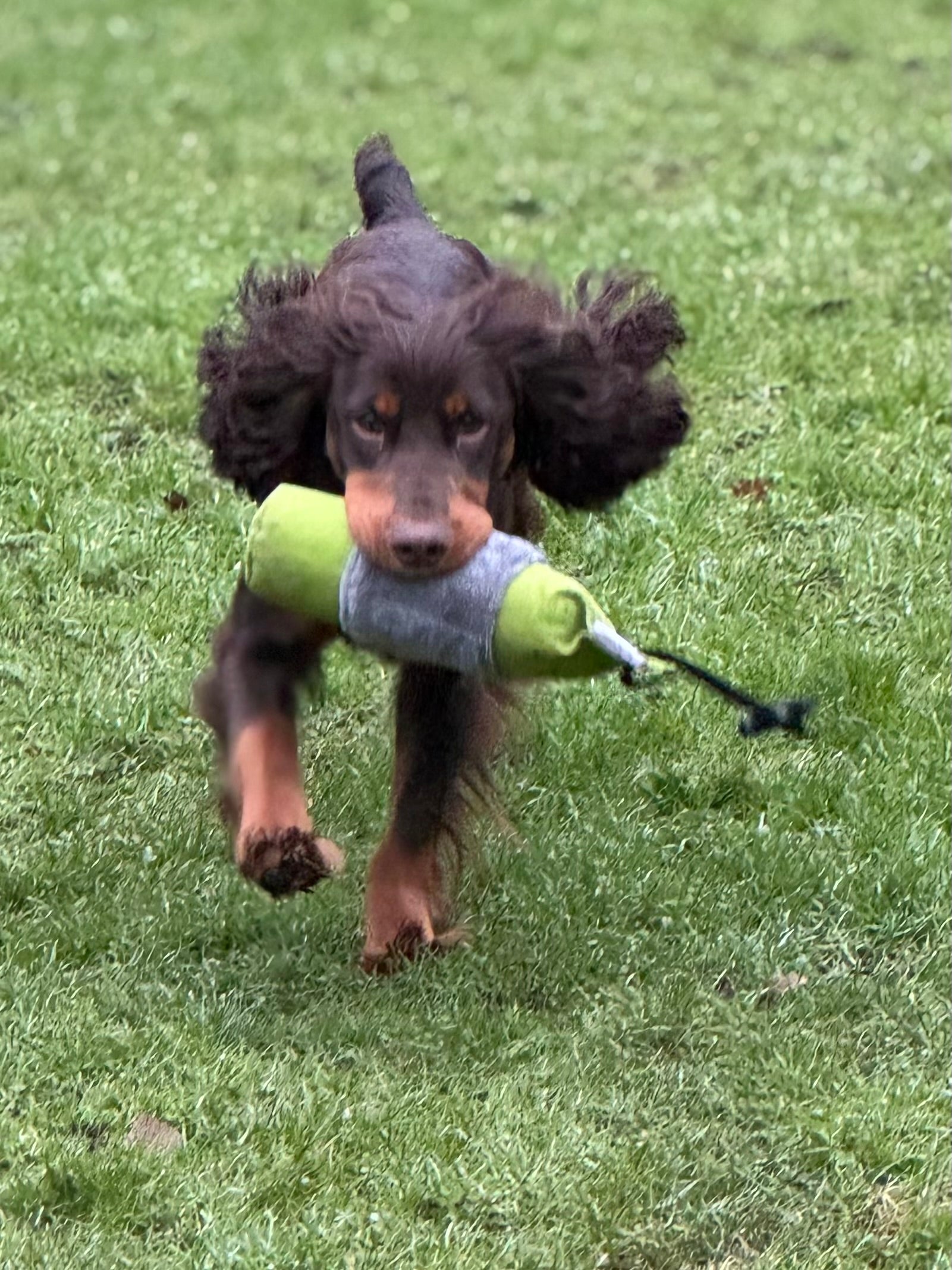 Paws@brooklyn 1/2 Fur Dummies