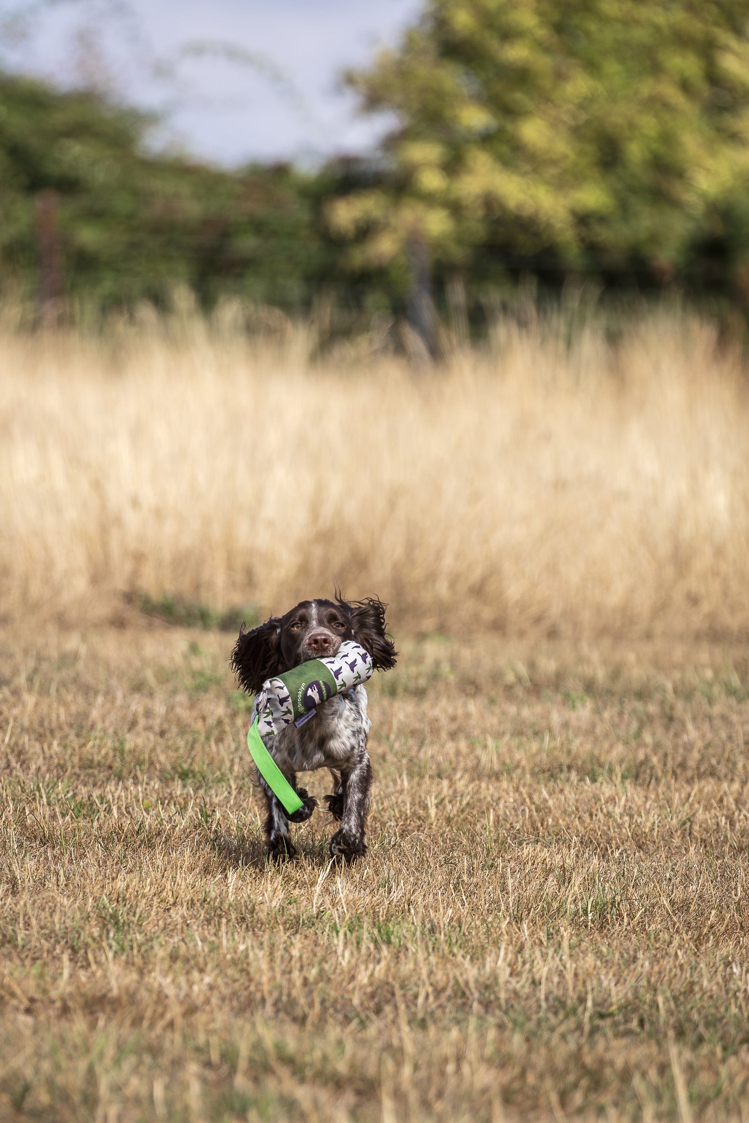 Paws@brooklyn The Game Range!!