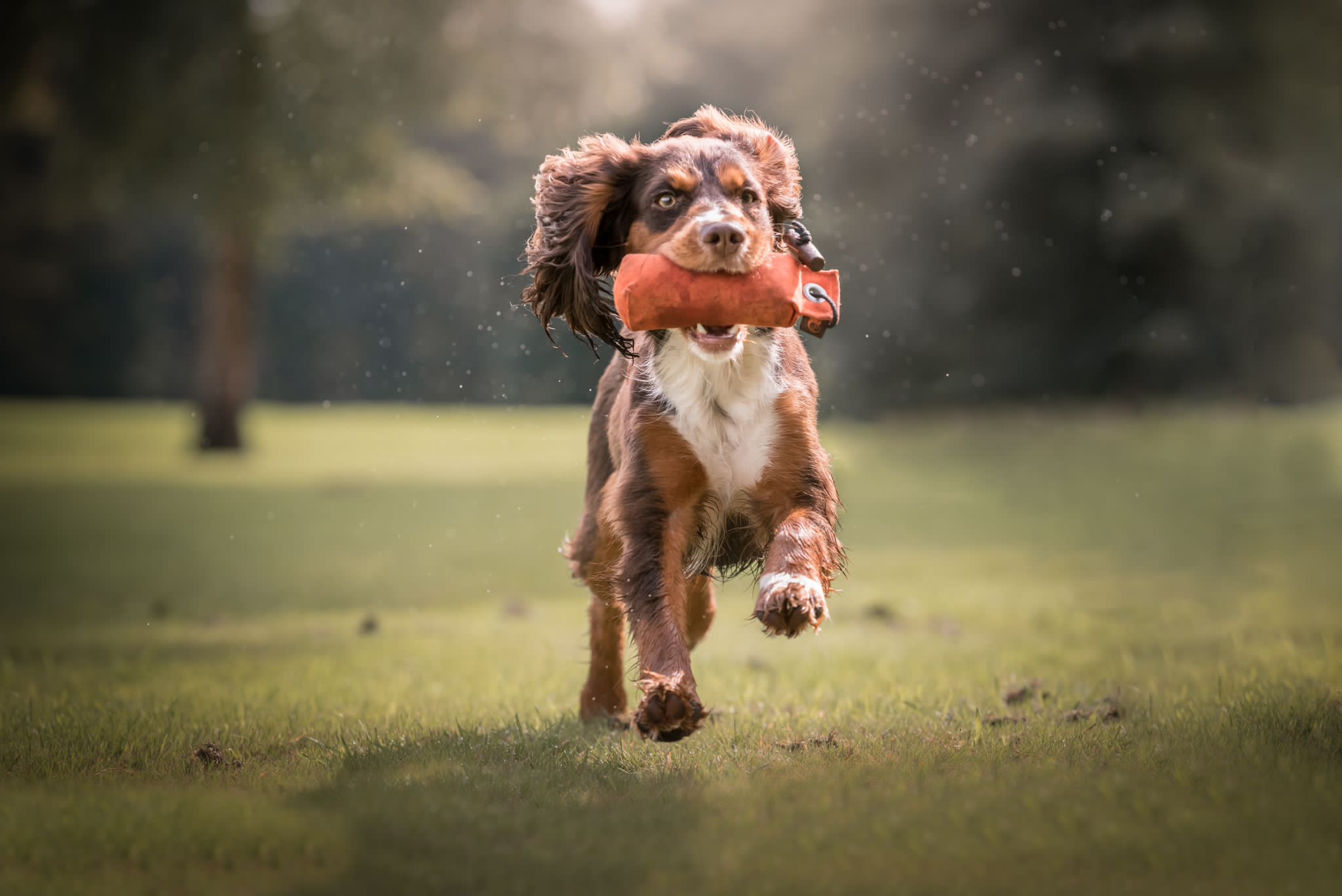 Firedog 150g Dummy - Perfect for all age of dogs including puppies