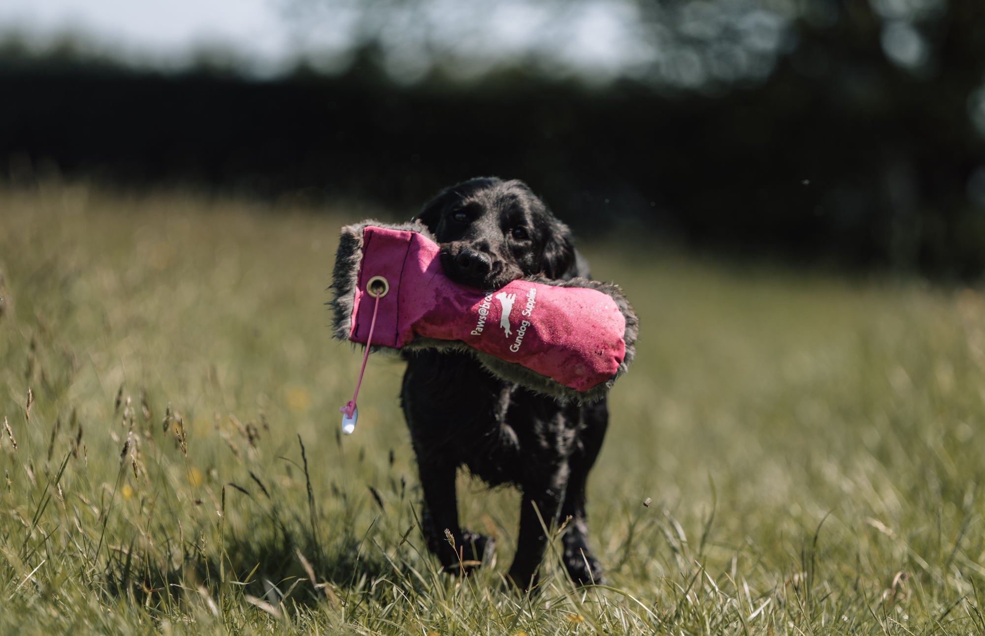 Paw@brooklyn 1/2 Fur/Canvas Dummies