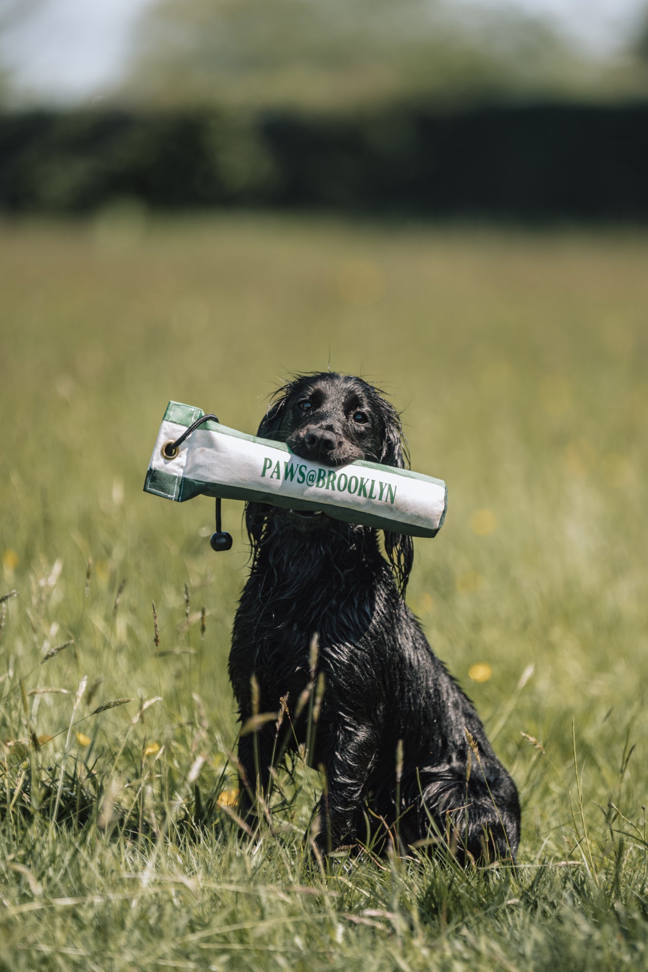 Paws@brooklyn Rainbow and Canvas Dummies