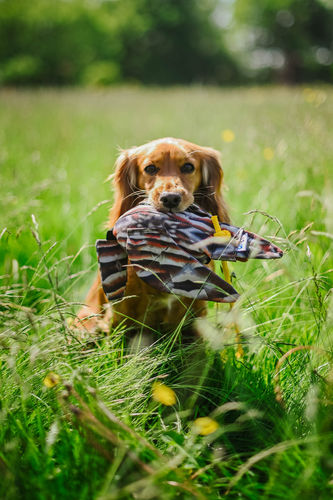 NEW!! Sporting Saint Flight Partridge Range