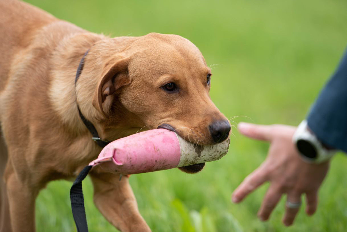 Firedog Speedy 500g Dummies