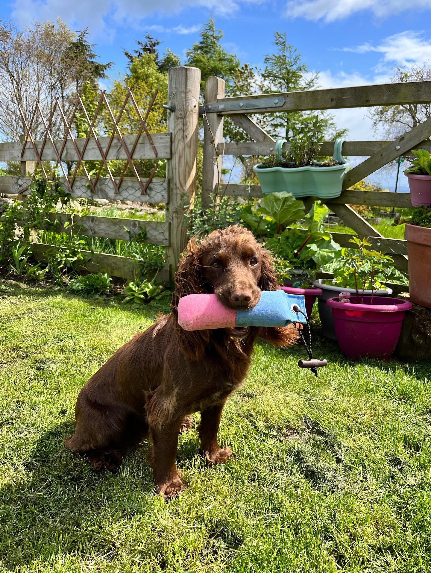 Firedog 300g Dummy