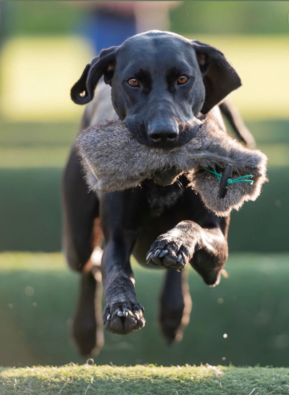 Firedog Dummy Trainer Vest