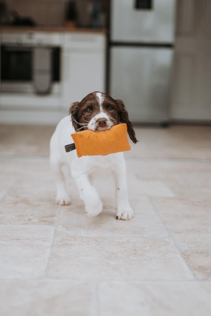 Sporting Saint Puppy Dummy