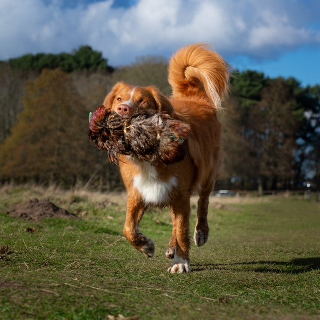 Paws@brooklyn Pheasant Pelts