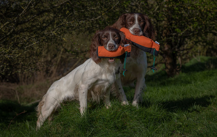 Sporting Saint Eclipse Range