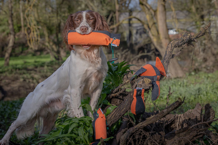 Sporting Saint Eclipse Range