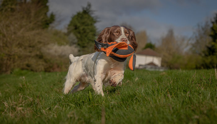 Sporting Saint Eclipse Range
