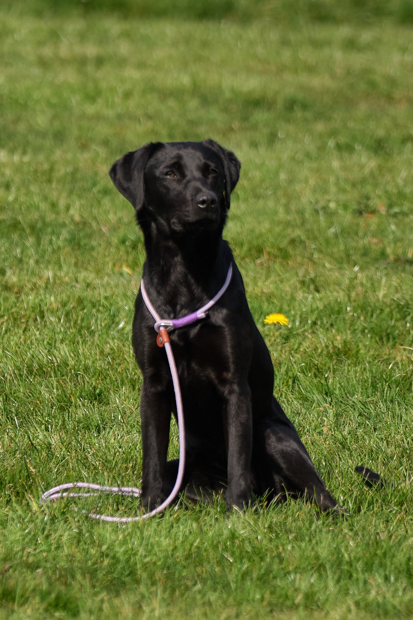 Paws@brooklyn Slip Leads - The Orchard Collection