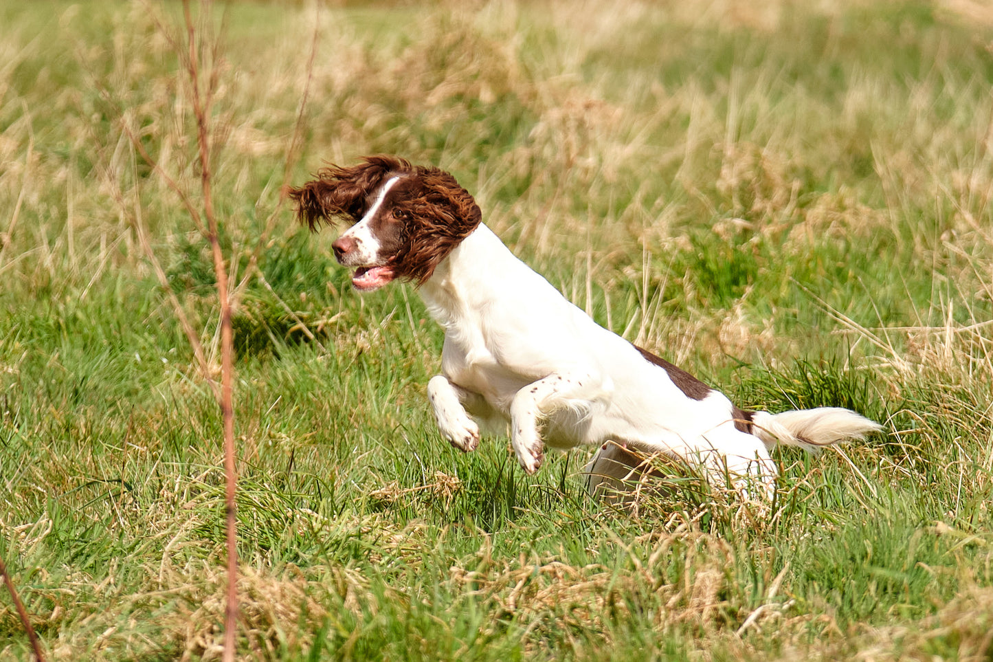 Paws@brooklyn Training classes run by Beesfit Gundogs