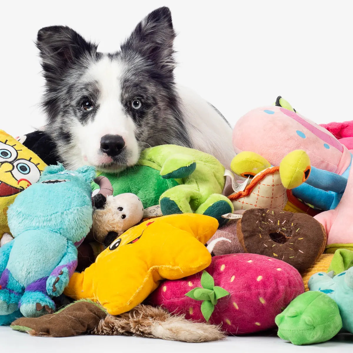 Dog Toys