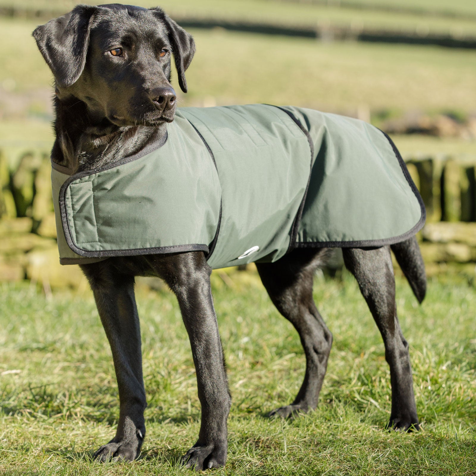 Dog & Field Waterproof Coats
