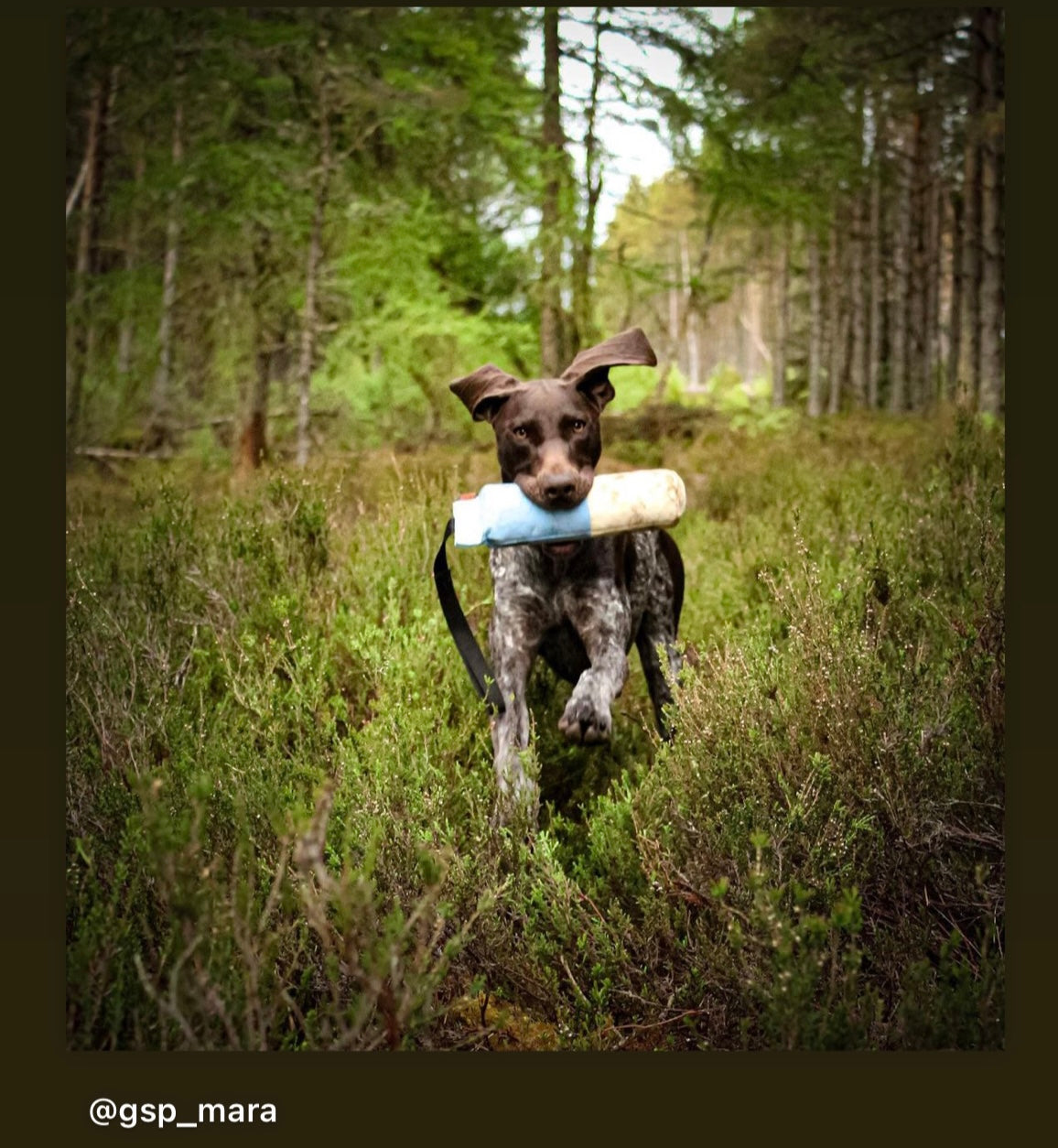 Firedog Speedy 500g Dummies