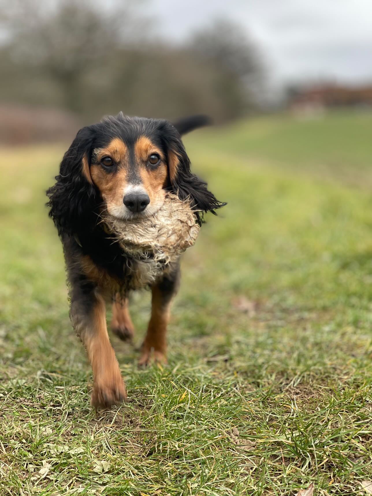 Firedog 165g Full Fur Disc