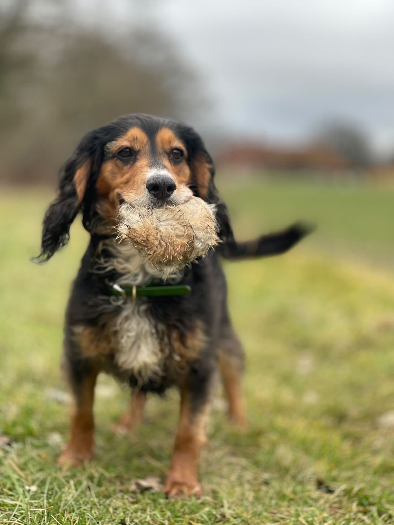 Firedog 165g Full Fur Disc