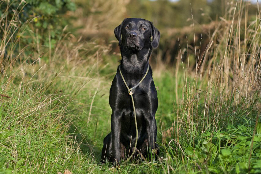 Firedog Field Trial Slip Leads