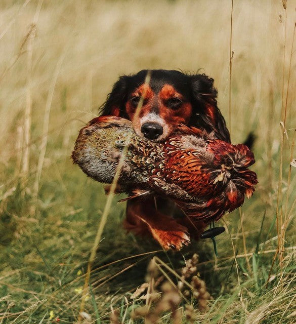 Cock Pheasant & Hen Pheasant Pelt & Dummies