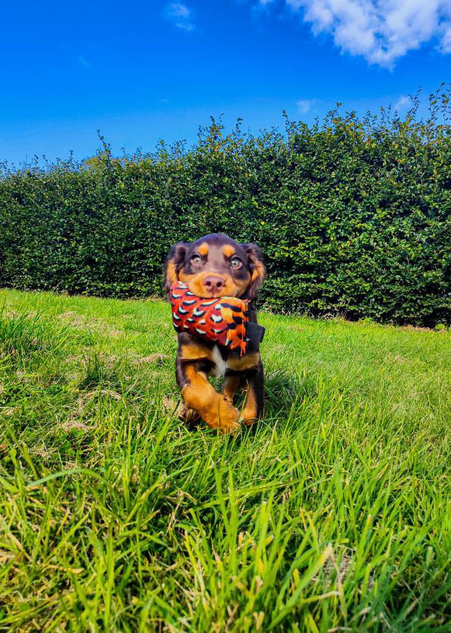 Sporting Saint Puppy Dummy